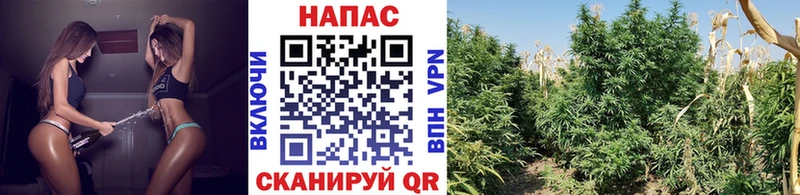 Бошки Шишки Amnesia Купить Нелидово